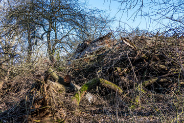 Baumschnitt am Waldrand