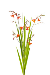 ヒメヒオウギズイセン