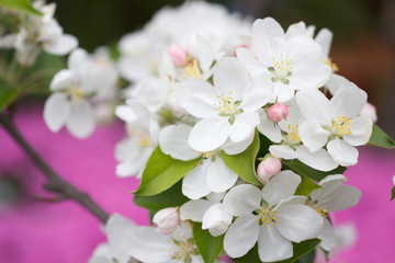 ヒメリンゴの花