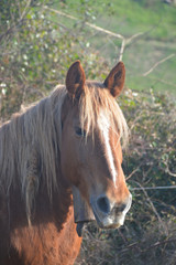 Obraz premium Caballos pastando en un prado verde