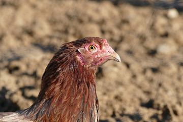 chicken head, yellow chicken head, close-up