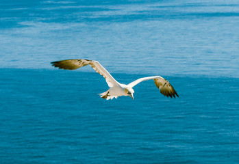 Seevogel fliegt mit angewinkelten Flügeln über blauem Meer bei hellem Sonnenschein