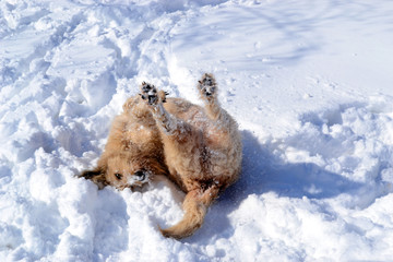 Big brown fluffy dog plays in the snow