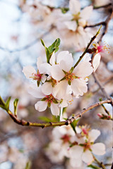Beautiful spring time display of apple tree blossoms over clear blue sky background. Branches full of tender white flowerings, dense flower clusters. Background, close up, copy space, crop shot.