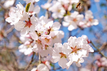 Beautiful spring time display of apple tree blossoms over clear blue sky background. Branches full of tender white flowerings, dense flower clusters. Background, close up, copy space, crop shot.