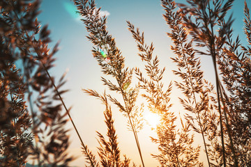 Golden spikelets of grass on a large meadow in the mountains against the backdrop of a sunset in summer and a bright blue sky. The bright sun disc highlights the grass field. Ready background