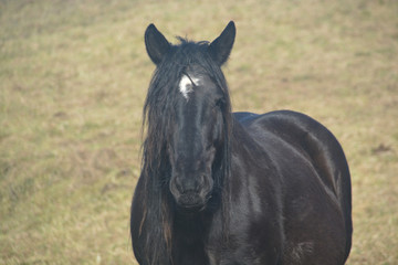 Obraz premium Caballos pastando en un prado verde
