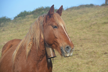 Obraz premium Caballos pastando en un prado verde