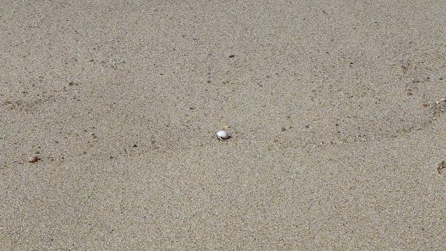  Hermit crab walking on the beach.