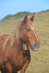 Obraz premium Caballos pastando en un prado verde