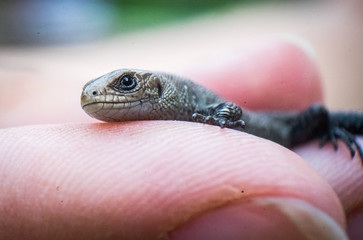 just born lizard on hand. Finger