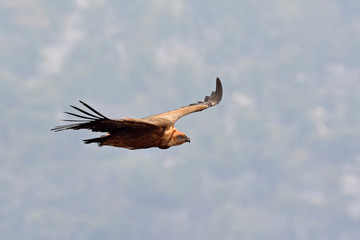 Griffon Vulture - Gyps fulvus, Crete