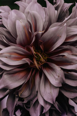Dahlia flower closeup background