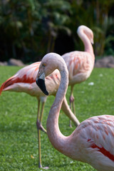 Flamingos group on green grass background.