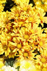 Chrysanthemums flower is beautiful in the garden