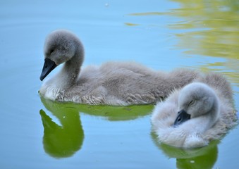 A swan with babies are swimming in the city lake