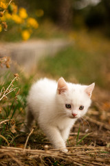 Naklejka na ściany i meble tiny adorable kitten playing outdoor looking interesting