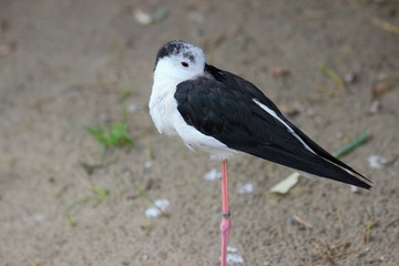 Little bird standing in zoo in augsburg