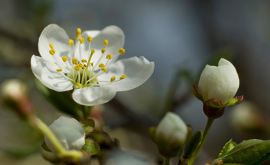 White flowers of apple tree