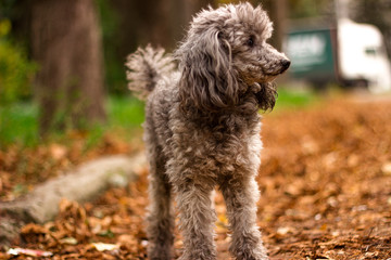 Happy puppy sitting and looking at the camera during walk in the park.