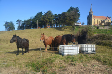Caballos pastando en un prado verde