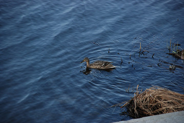 Lonely female duck in the blue water