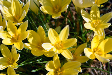 Obraz premium Close up of blooming yellow crocus flowers on the meadow