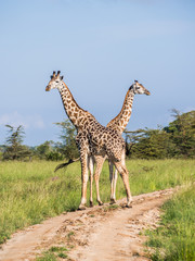 Two giraffes standing on a dirt road on the savanna in Serengeti National park, East Africa, crossing heads, on a sunny day. Green grass and blue sky in the background. Vertical / portrait orientation
