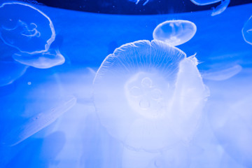 Small jellyfish in a decorative aquarium with blue backlight.