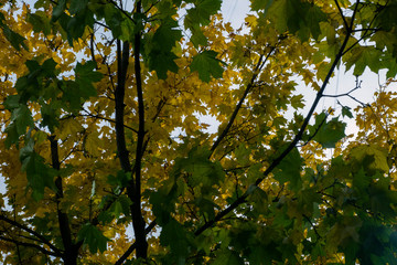yellow and green leaves on the trees