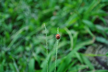 Ladybugs are insects