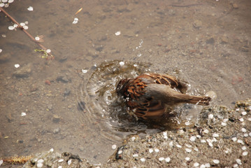 the sparrow taking spring bath in the water, standing on the sand bottom, surrounded by white sakura petals