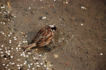 the sparrow taking spring bath in the water, standing on the sand bottom, surrounded by white sakura petals