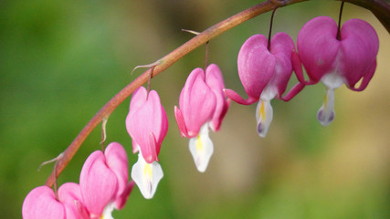 flower bleeding heart blossom pink bloom