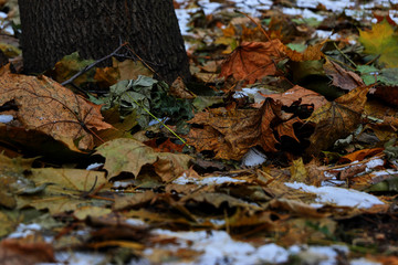 Autumn leaves and snow