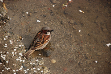 the sparrow taking spring bath in the water, standing on the sand bottom, surrounded by white sakura petals