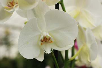 Fototapeta na wymiar Delicate white orchid.