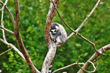 Lemures in zoo in augsburg