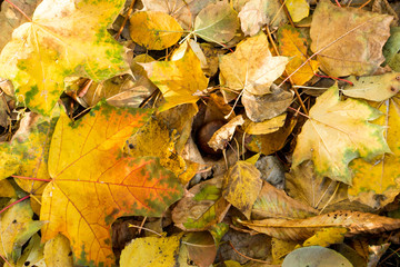 yellow leaves in autumn park