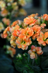 Obraz premium yellow flowers that bloom on plantations