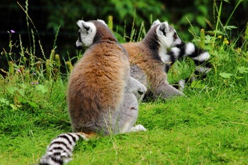 Lemures in zoo in augsburg