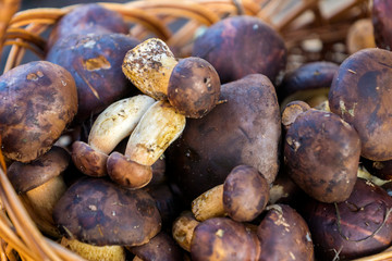 mushrooms in a basket