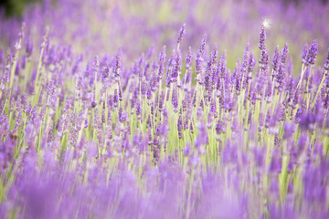 Flowers in the lavender fields in the Provence mountains. Evening light over purple flowers of lavender. Violet bushes at the center of picture. Provence region of france.