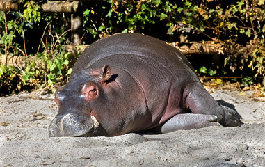 Sleeping young hippopotamus. Latin name - Hippopotamus amphibius