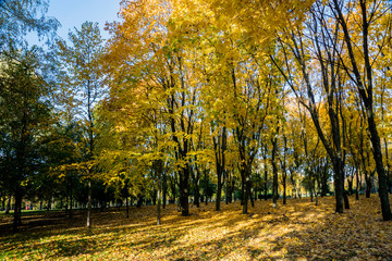 beauty of the autumn forest