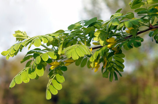 Yellow acacia branch