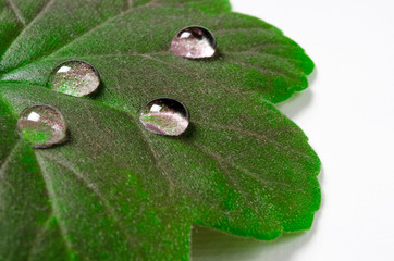 Large beautiful drops of transparent rain water on a green leaf macro. Drops of dew in the morning...