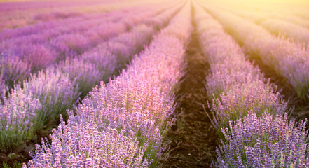 Sunset over a summer lavender field, looks like in Provence, France. The Lavender field. Beautiful...