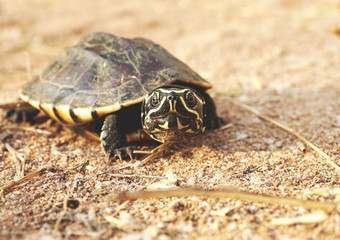 The turtle stood and looked on the ground. 