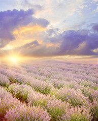 Sunset sky over a summer lavender field. Straight lines of lavender bushes.